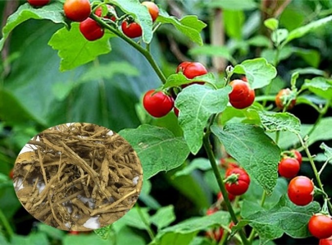 Cà Gai Leo Có Tính Ấm, Giúp Giảm Đau, Tiêu Sưng