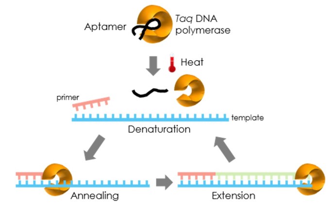 Kỹ Thuật Khuếch Tán Chuỗi Gen (Pcr)