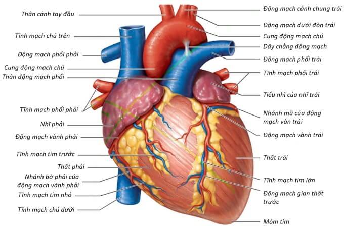 Hiện Chưa Rõ Nguyên Nhân Gây Ra Chuyển Vị Đại Động Mạch