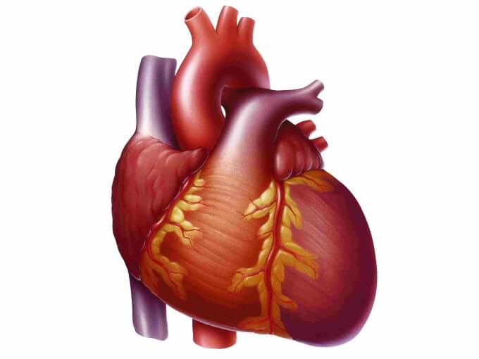 Bệnh cơ tim được biểu hiện bằng những bất thương ở cơ tim