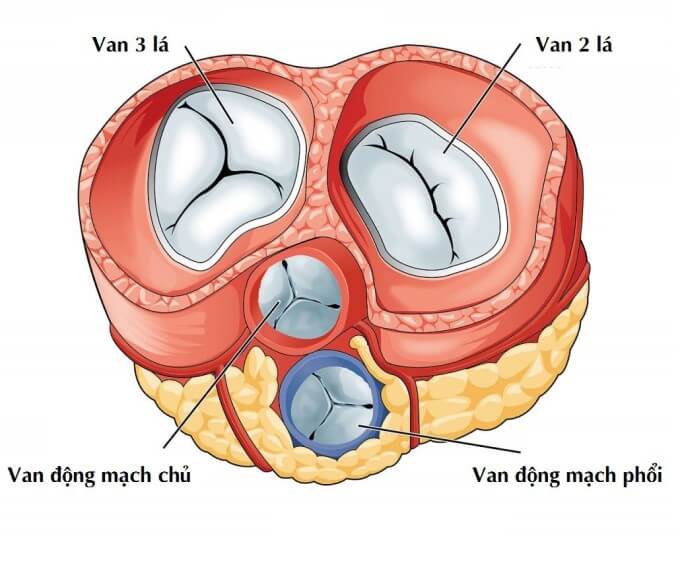 Các Bệnh Lý Về Van Tim