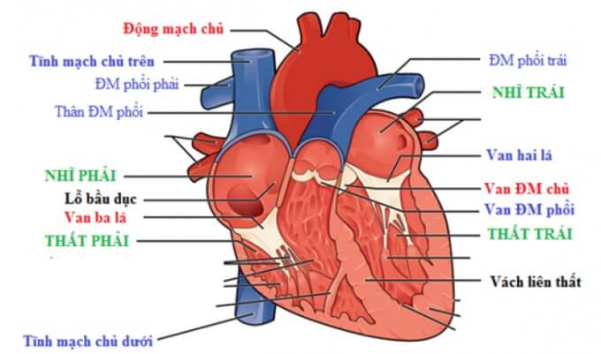 Hở Van Động Mạch Chủ Được Chia Làm 2 Loại: Cấp Tính Và Mạn Tính