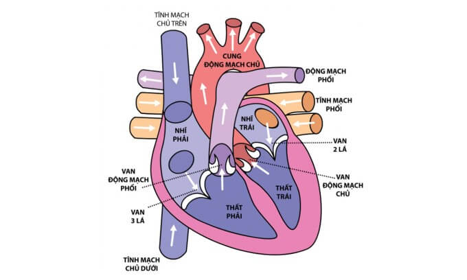 Hở van tim 2 lá có 4 mức độ khác nhau