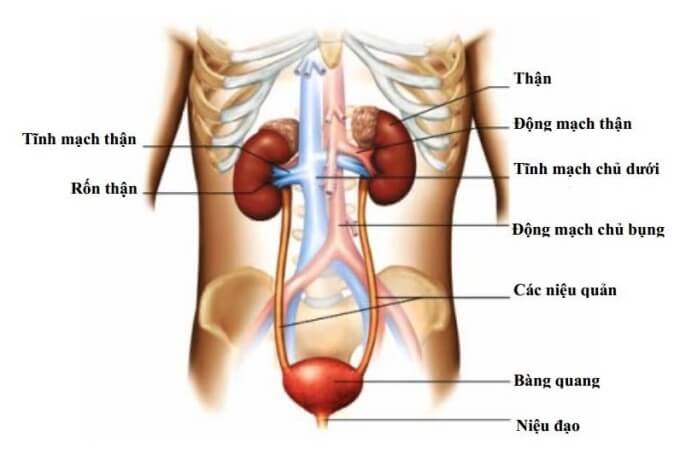 Bệnh Lý Động Mạch Thận Thường Được Phân Loại Theo Nguyên Nhân Và Diễn Tiến Của Bệnh