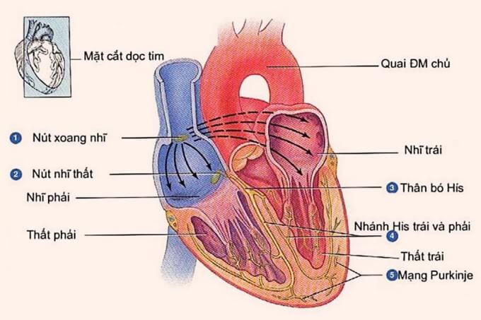 Tim Được Cấu Tạo Gồm Có 4 Ngăn