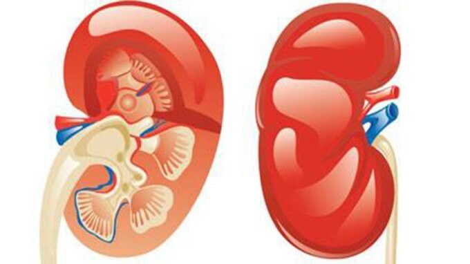 Gây Tổn Thương Đến Thận