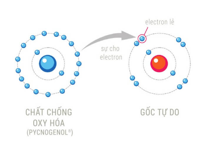 Ngăn Quá Trình Phá Hủy Tế Bào