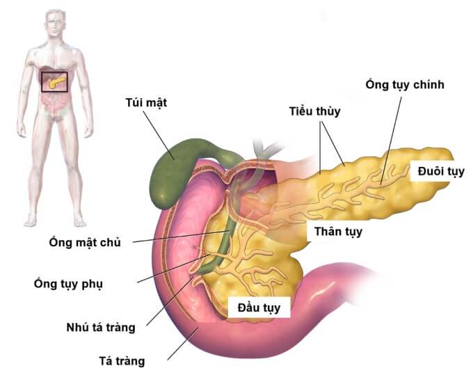 Tuyến Tuỵ