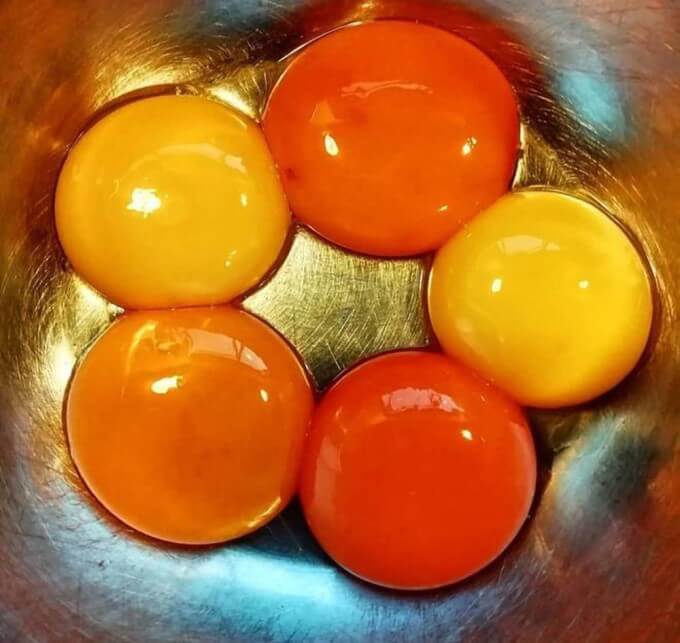 trứng chứa omega-3