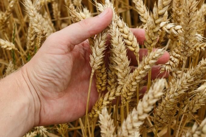 Gluten Là Một Loại Protein