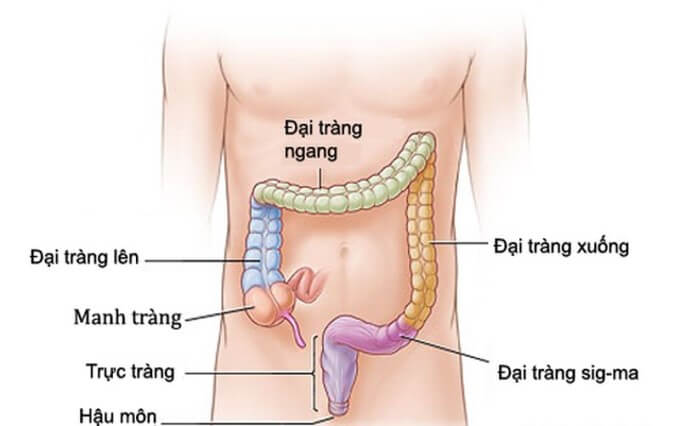 Hỗ Trợ Đào Thải Chất Cặn Bã