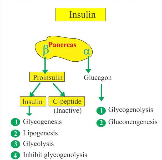 Hệ thống miễn dịch của người bệnh phá hủy các tế bào sản xuất insulin