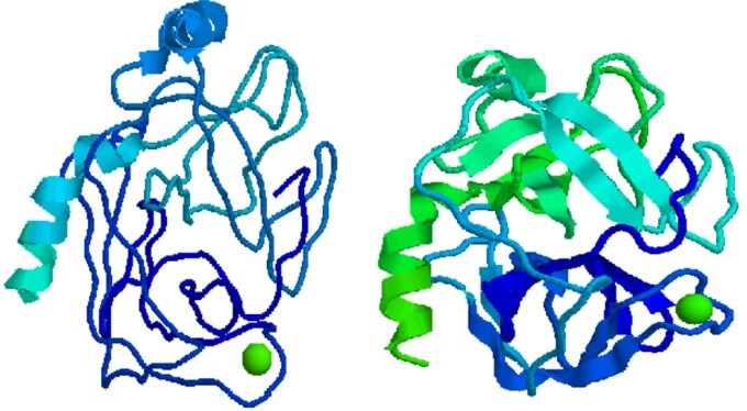 Enzyme Trypsin
