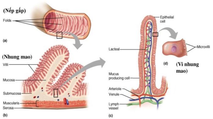 Niêm Mạc Ruột