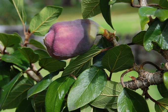 Cây Trâu Cổ