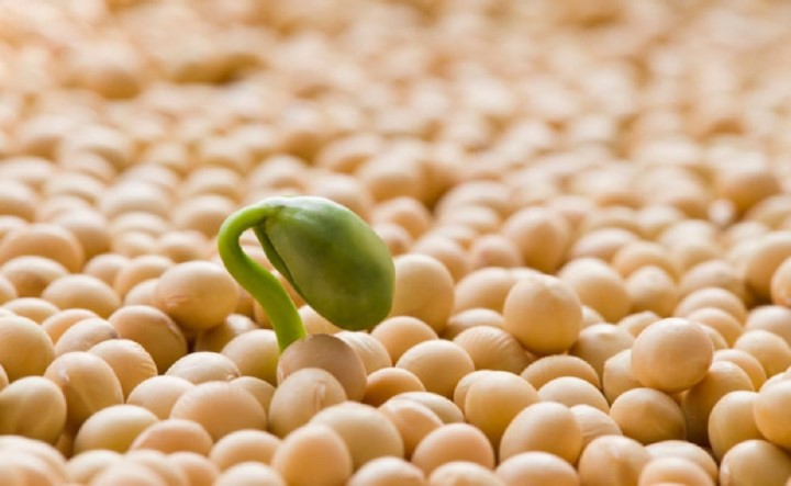 Mầm đậu nành có thành phần dinh dưỡng và lợi ích như thế nào?