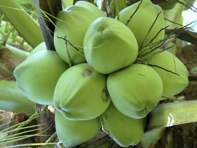Dừa
