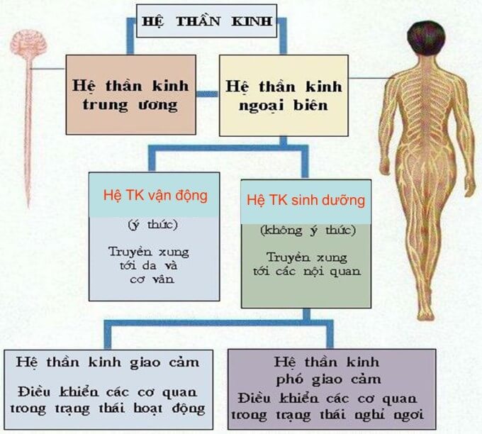 Hệ Thần Kinh Thực Vật