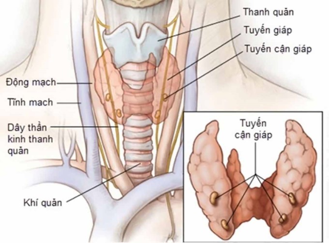 Suy Tuyến Cận Giáp