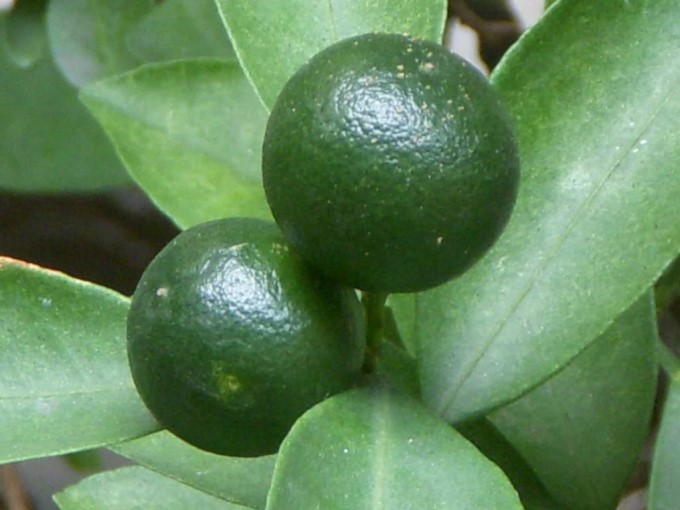Quất Tươi