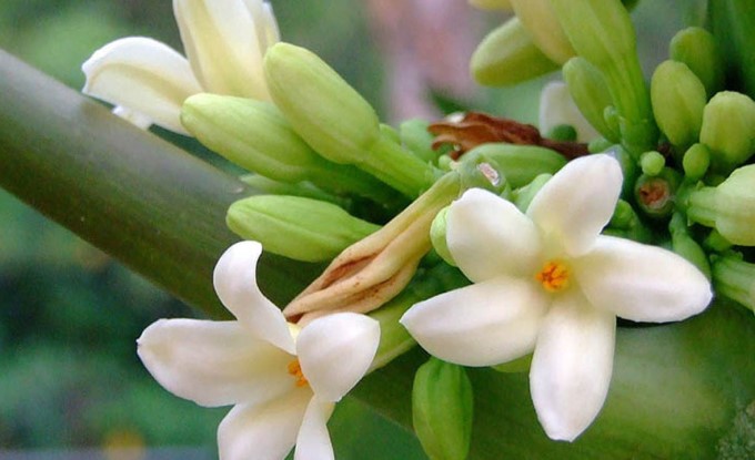 Hoa Đu Đủ Đực