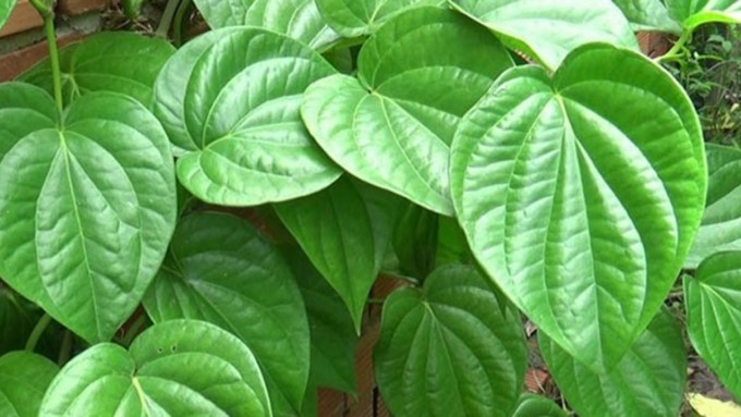 Lá Trầu Không Giúp Trẻ Sơ Sinh Rụng Lông
