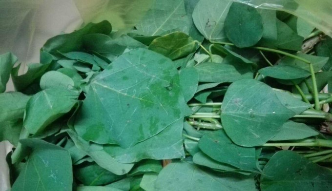 Chọn Lá Vông
