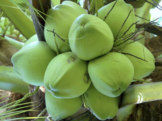 Dừa
