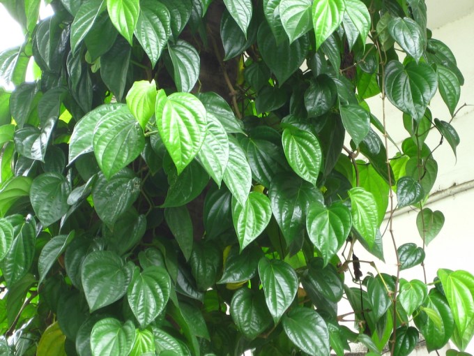 Trầu Không
