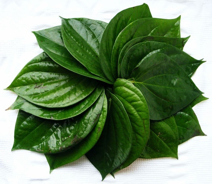 Lựa Chọn Lá Trầu Không
